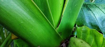 Very large stem of Alocasia macrorrhizos. photo