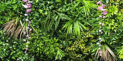 Creeping plant and flower background photo