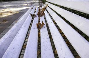 Bench with tree leaves photo