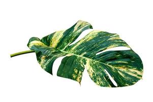 green leaves pattern of Epipremnum aureum foliage isolated on white background,leaf exotic tropical,include clipping path,Devil's ivy, Golden pothos photo