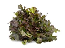 red oak leaf lettuce on white background photo