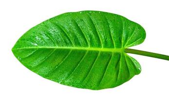 verde hojas modelo con soltar de agua, hoja homalomena filipinas árbol aislado en blanco fondo, incluir recorte camino foto