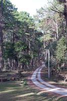 camino en el bosque foto