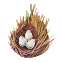 nido pajarera huevos acuarela png