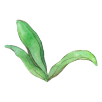 Orchid leaf watercolor hand painted png