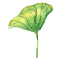 Lotus leaf watercolor botanical png