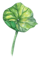 Lotus leaf watercolor botanical png