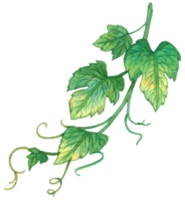 Grape branch watercolor hand painted png