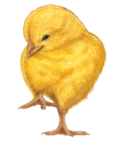 Cute chick animal watercolor for spring png