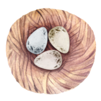 Nest Birdhouse eggs watercolor png