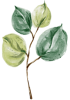 Leaf branch watercolor hand painted png