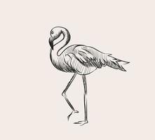 Hand-drawn sketch of animal bird pink flamingo hawaii element vector