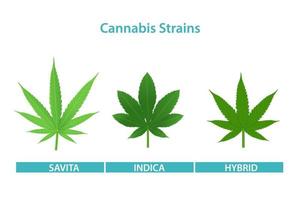 Strains of cannabis vector illustration isolated on white background.