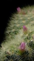 Cactus flower blooming vertical time lapse video. video