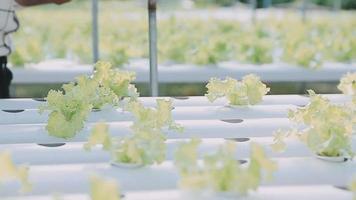 asiatique Oman agriculteur à la recherche biologique des légumes et en portant tablette, portable pour vérification ordres ou qualité ferme dans Matin lumière video