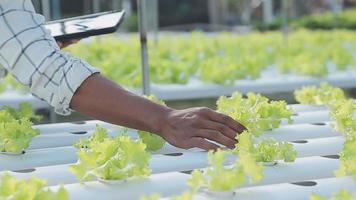 asiatisk kvinna och man jordbrukare arbetssätt tillsammans i organisk hydroponiska sallad vegetabiliska odla. använder sig av läsplatta inspektera kvalitet av sallad i växthus trädgård. smart jordbruk video