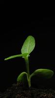 Growing plant rising from soil vertical time lapse video. video