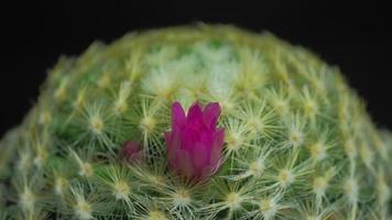 Cactus flower blooming time lapse. video