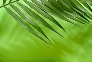 Green palm leaves with shadow on a green background photo