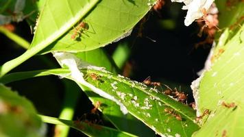 The red ants walking in and out of the nest. video