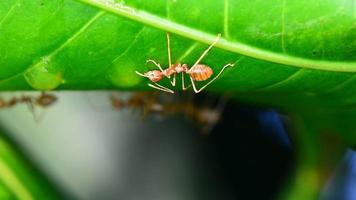 el rojo hormigas caminando en y fuera de el nido. video