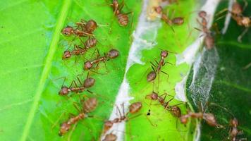 le rouge fourmis en marchant dans et en dehors de le nid. video