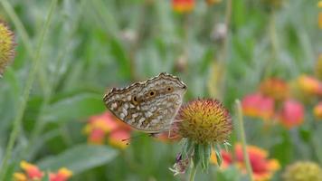 el flores en naturaleza, Brillo Solar y viento soplo suavemente, mariposas y abejas volador para néctar. video