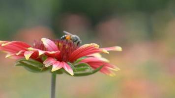 a flores dentro natureza, brilho do sol e vento sopro suavemente, borboletas e abelhas vôo para néctar. video