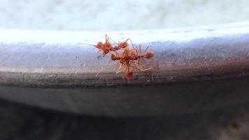 Many ants were swarming together on the edge of the basin in a windy day. video