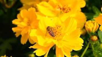 abejas son volador y comiendo polen desde flor en el Mañana en un bueno clima. video