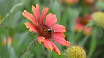 el flores en naturaleza, Brillo Solar y viento soplo suavemente, mariposas y abejas volador para néctar. video