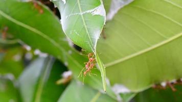 The red ants walking in and out of the nest. video