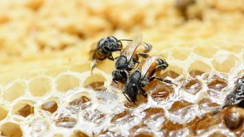 apis flora oder Zwerg Honig Biene, ist einer von zwei Spezies von klein. es ist Gebäude ein Nest. video