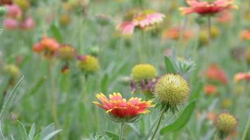 le fleurs dans nature, ensoleillement et vent soufflant doucement, papillons et les abeilles en volant pour nectar. video