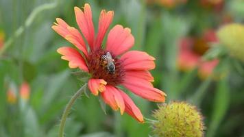 de blommor i natur, solsken och vind blåser försiktigt, fjärilar och bin flygande för nektar. video