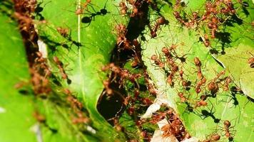 le rouge fourmis en marchant dans et en dehors de le nid. video