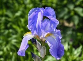 closeup picture of a blue iris photo