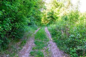 fotografía sobre el tema hermoso sendero en el bosque de follaje salvaje foto