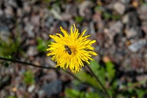 Beautiful wild flower winged bee on background foliage meadow photo