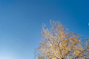 Photography on theme large beautiful autumn birch tree on background bright sky photo