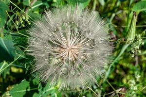 Beautiful wild growing flower seed dandelion on background meadow photo