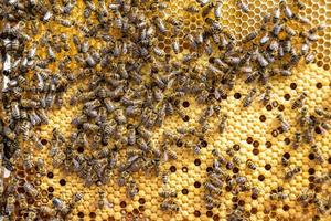 Abstract hexagon structure is honeycomb from bee hive filled photo