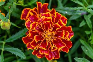 Fine wild growing flower marigold calendula on background meadow photo