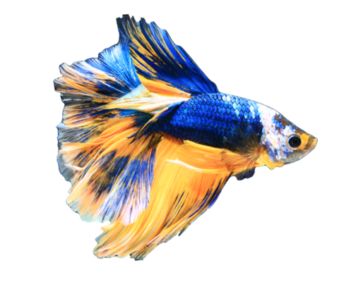 Beautiful Fish Pngs For Free Download Beautiful Fish Pngs For Free Download