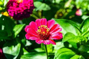 Beautiful wild growing flower zinnia elegans on background meadow photo