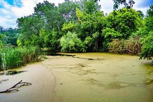 Beautiful grass swamp reed growing on shore reservoir in countryside photo