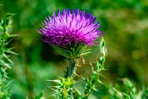 Beautiful growing flower root burdock thistle on background meadow photo