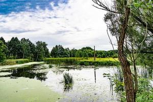 Beautiful grass swamp reed growing on shore reservoir in countryside photo