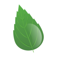 green leafs isolated illustration png
