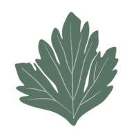 hoja tallo de apio icono ilustración png